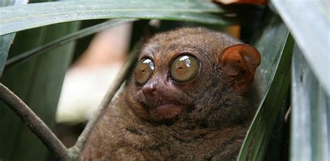 11 Animals With More Than 2 Eyes That Will Amaze You.